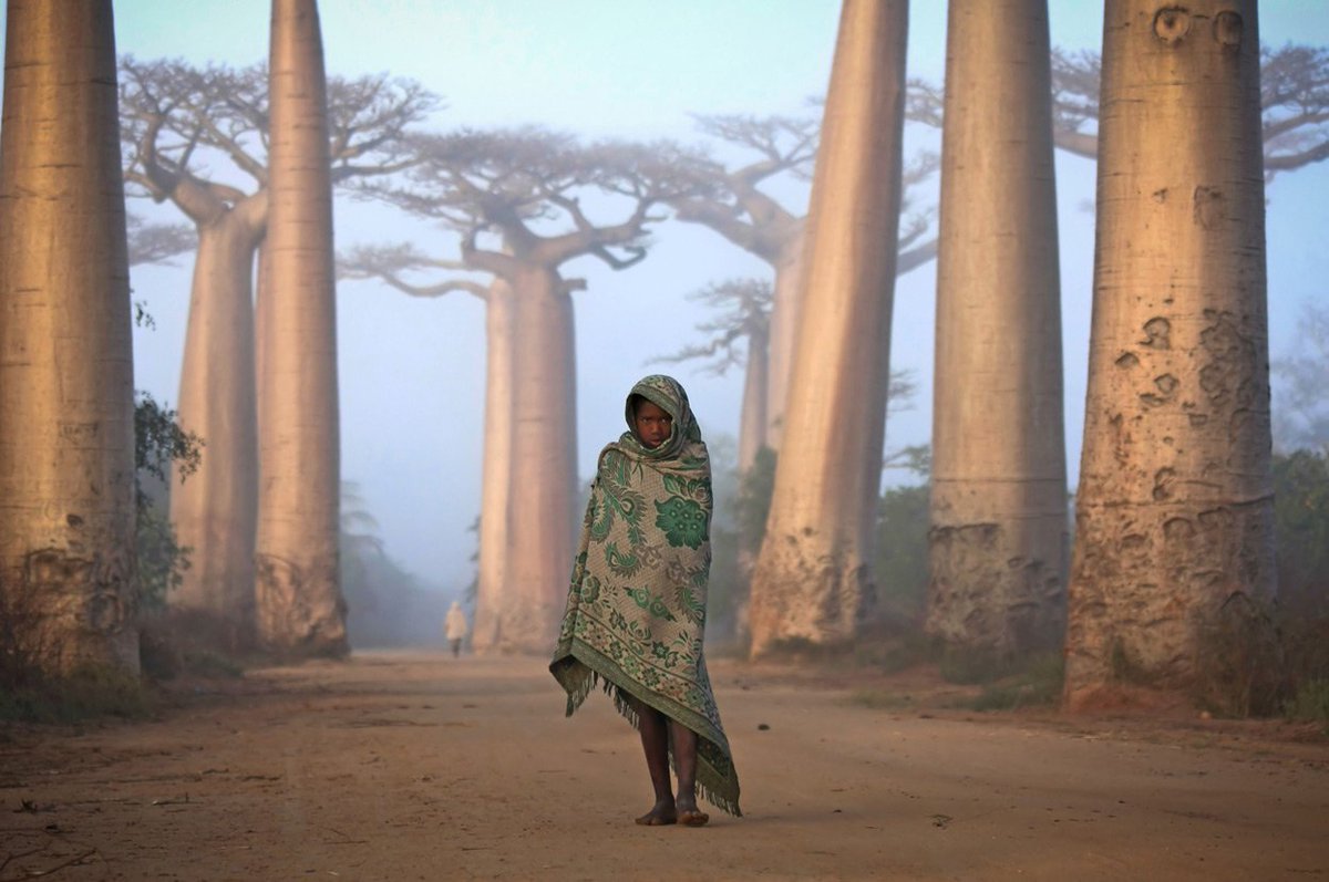 WorldPlaces_'s tweet photo. Malagasy girl walking between Baobabs, Madagascar #Malagasy #Madagascar #Girl #Baobab #Worldplaces https://t.co/rZOqmBaNLN