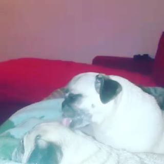Joy_PhotoCam's tweet image. #puglife #pug #pugthings #love #carlino #muerodeamor findelight.net/puggie_detail.…
