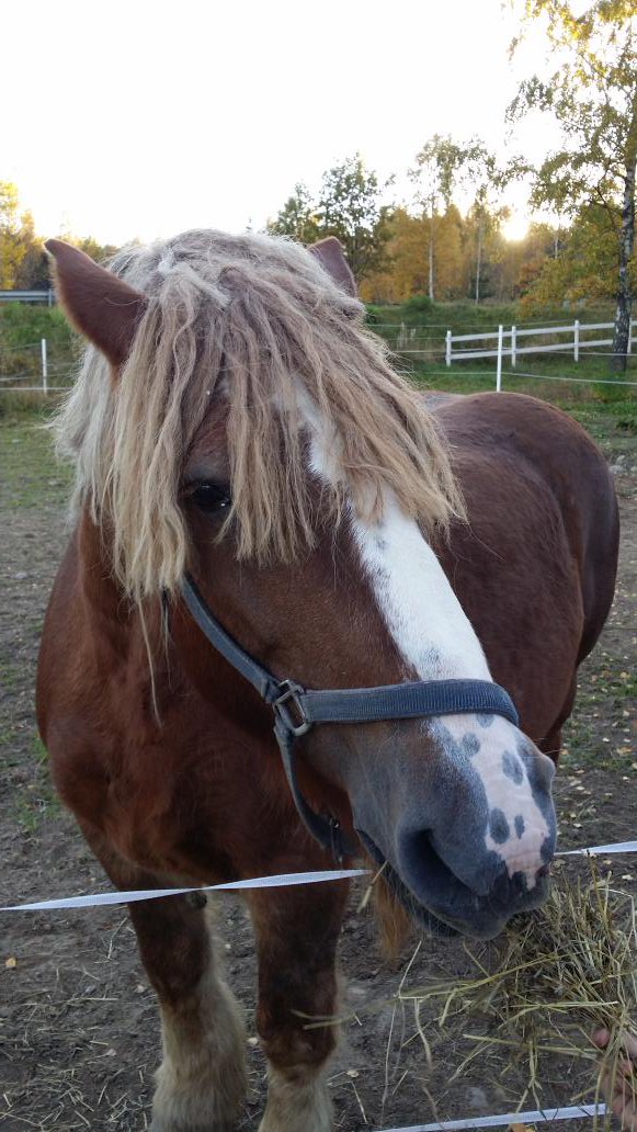 cehrnell's tweet photo. Idag skall min tjej Joli och hennes syster Safir bli fina i fötterna!
Hovslagaren kommer ☺☺☺
Känns bra!

#Ardenner https://t.co/e4nJP1HZcK