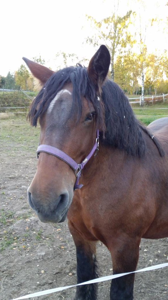 cehrnell's tweet photo. Idag skall min tjej Joli och hennes syster Safir bli fina i fötterna!
Hovslagaren kommer ☺☺☺
Känns bra!

#Ardenner https://t.co/e4nJP1HZcK