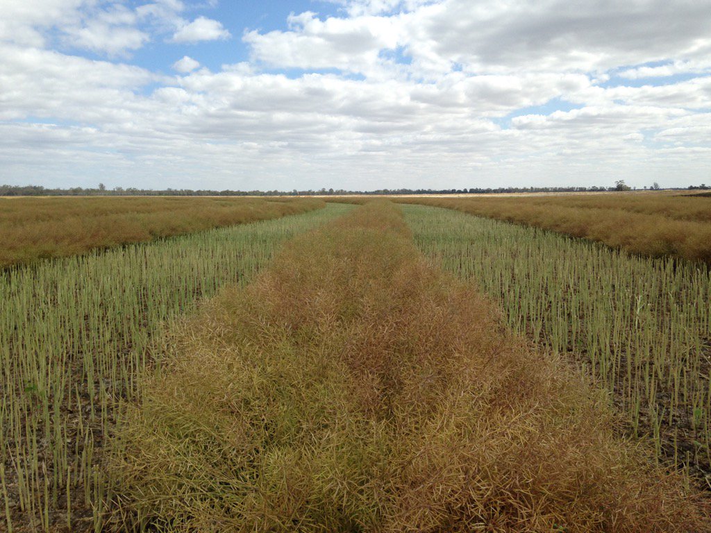 scottburger00's tweet photo. Good windrows of Hyola 575CL #irrigation @AlleenaBurger @brcagents https://t.co/iRqlohGRbp