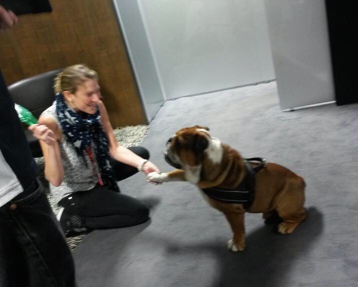 JennieGow's tweet photo. It's a dogs life........... A very well behaved #RoscoeHam playing after his 'Dad' won the title! @LewisHamilton #F1 https://t.co/UDtLWglhoZ