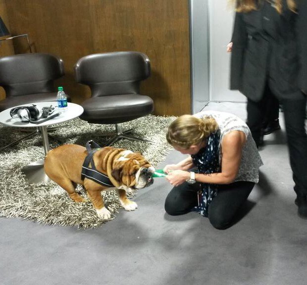 JennieGow's tweet photo. It's a dogs life........... A very well behaved #RoscoeHam playing after his 'Dad' won the title! @LewisHamilton #F1 https://t.co/UDtLWglhoZ
