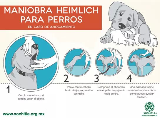 guardiacivil's tweet photo. Interesante cartel explicativo sobre cómo realizar a tu perro la maniobra de #heimlich en caso de atragantamiento. https://t.co/9aSpfg4aA9