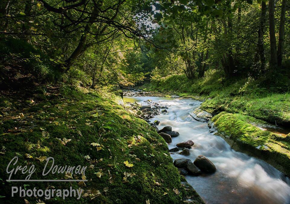 GDowman's tweet photo. Gelt Wood in #Cumbria beautiful location great for family  and dog walking @UKNikon @LEEFilters loving the #d810 https://t.co/MmibimuNZZ