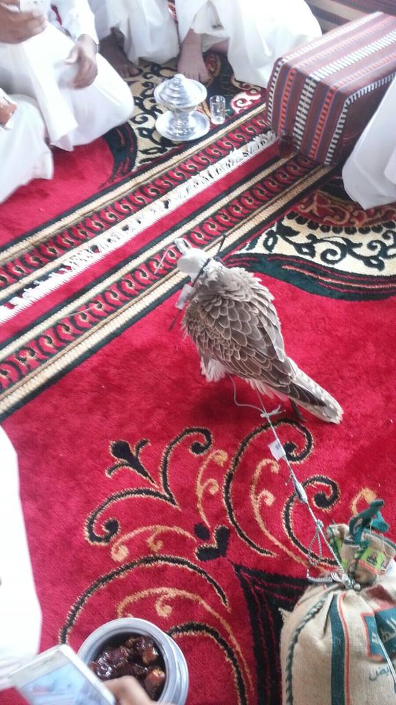 jaber_3636's tweet photo. طرح فرخ حر طيب وفاخر  في بسيطا 
17 عرضه 16ونص طوله 
وزنه 1090 
ربي يبارك لهم https://t.co/DwekkCMIgR