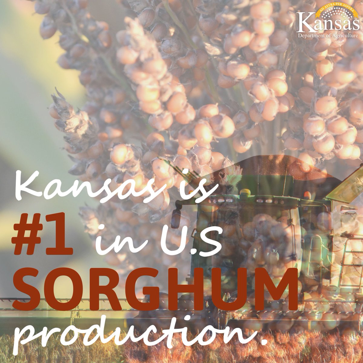 KansasDeptofAg's tweet photo. Kansas ranks #1 in national grain #sorghum production. We hope everyone is having a safe and productive #harvest! https://t.co/65OuaudU5l