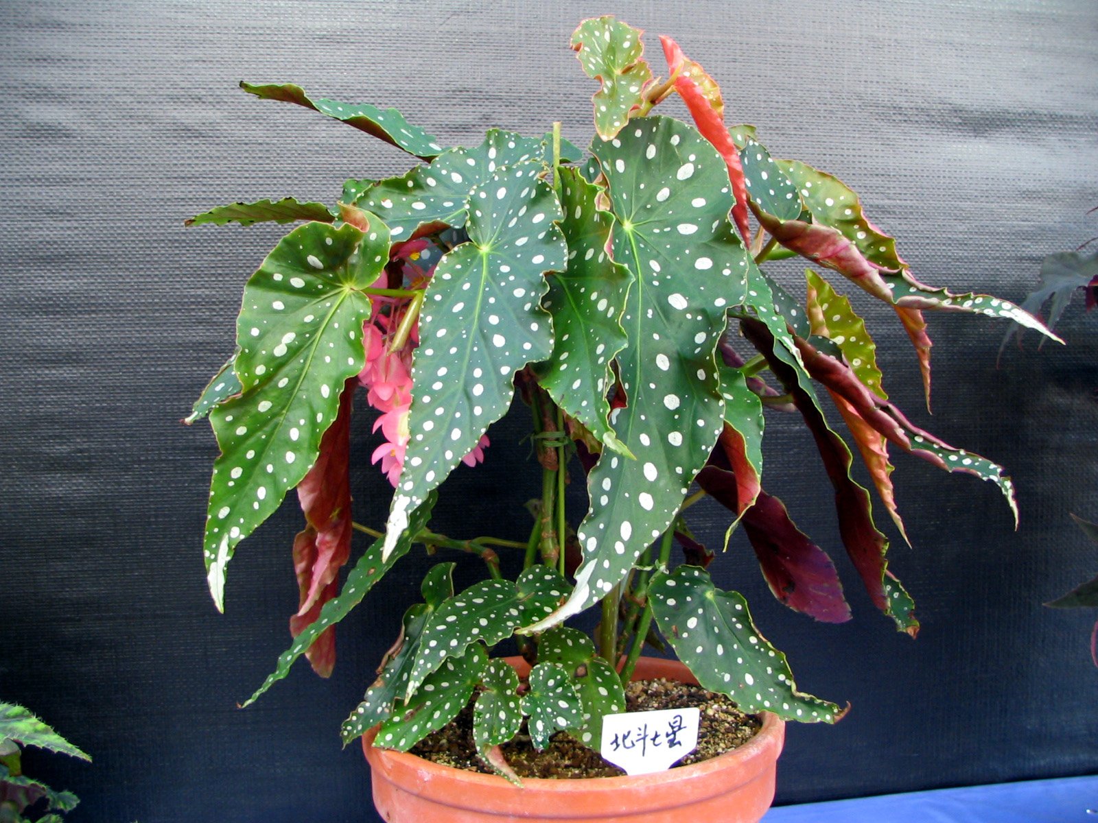 よしだ2号 手柄山温室植物園秋のベゴニア展 Begonia Maculata ベゴニア マクラータ の清楚な花 マクラータを交配親に持つフラミンゴ クイーン 最後のホクトシチセイは葉を1枚も落とさず 最年長会員さん 栽培 感服です よしだ2号 手柄山温室植物園秋のベゴニア展 Begonia Maculata ベゴニア マクラータ の清楚な花 マクラータを交配親に持つフラミンゴ クイーン 最後のホクトシチセイは葉を1枚も落とさず 最年長会員さん 栽培 感服です