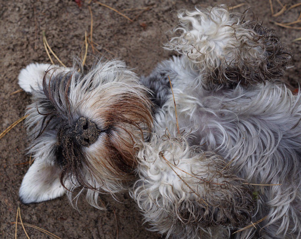 minimollyw's tweet photo. I LOVE ROLLING IN SAND! https://t.co/sZ7VsU04Cm