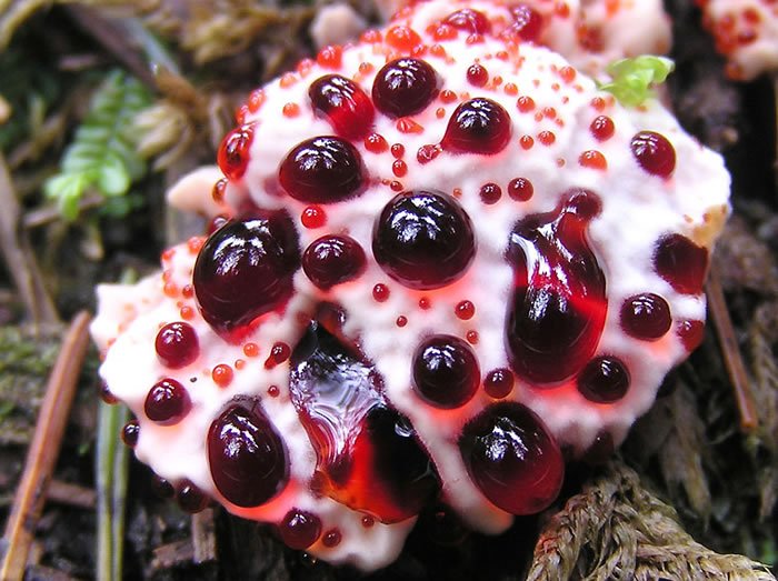 ukfungusday's tweet photo. Its nearly HALLOWEEN and we're looking at the SPOOKIEST fungi, starting with Bleeding Tooth Fungus! #halloweenfungi https://t.co/ZISd7tq4Zw