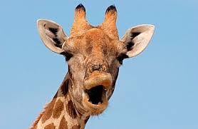 Did you know that Giraffes only have bottom teeth!