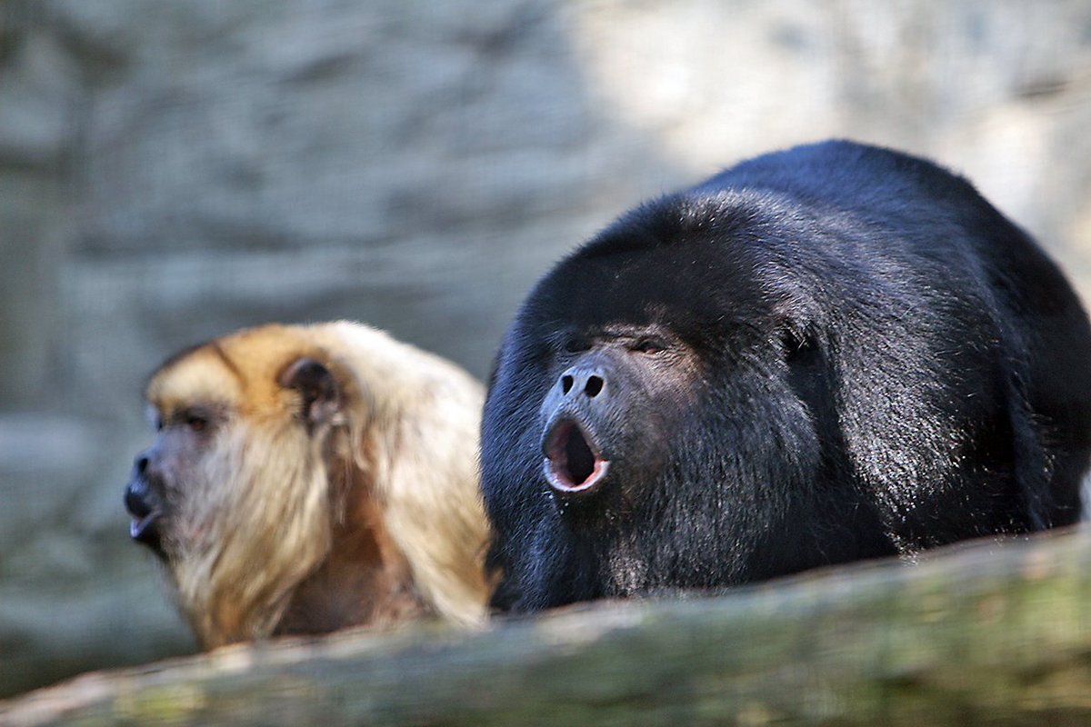madscience_lon's tweet photo. Did you know troop of yelling Howler monkeys can be heard from up to 3 miles away? #loud #madscience https://t.co/agEjrak2Wv