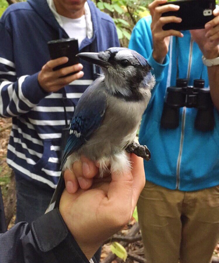 YUSci_Basma's tweet photo. Caught a fabulous bluejay in my birds lab #YorkU #biology https://t.co/Ot02WKyxg1