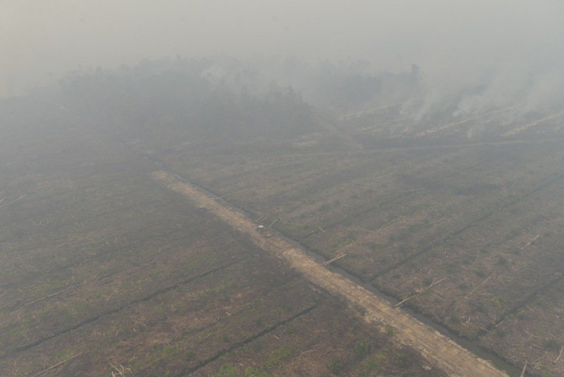 Metro_TV's tweet photo. [Populer] Walhi: Ada Skenario di Balik Kabut Asap https://t.co/IvdhO1RcN9 https://t.co/N4oEx0MWU0