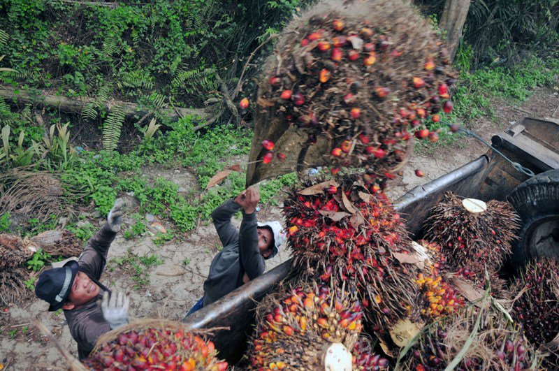Metro_TV's tweet photo. [Populer] Ada Oknum yang Ingin Hancurkan Industri Sawit RI Lewat Kebakaran Hutan https://t.co/MS9BQbym4f https://t.co/1RkmCJXKp4