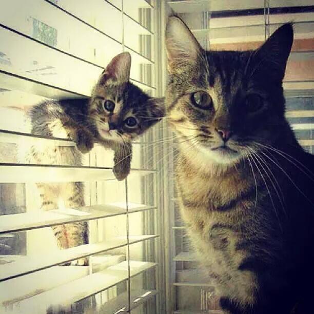 “<a href="/_claudiaw/">Claudia ⚘️</a>: <a href="/Shiroki_Alex/">Astronaut / Lurker</a> <a href="/tstarka/">Takae Sasaki 🦄</a> <a href="/ARECSANDORA/">Keiko Arex Sasaki</a> @rosequartz0518 ”
(=^ェ^=)💕❤︎