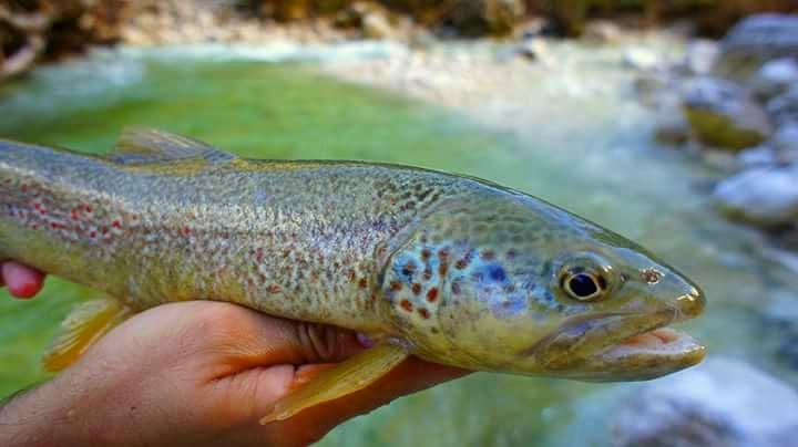 AnglerFriendly's tweet photo. #marble #trout #slovenia #flyfishing #monday #lunes #LunesDeGanarSegidores https://t.co/FAbjO3yJ71