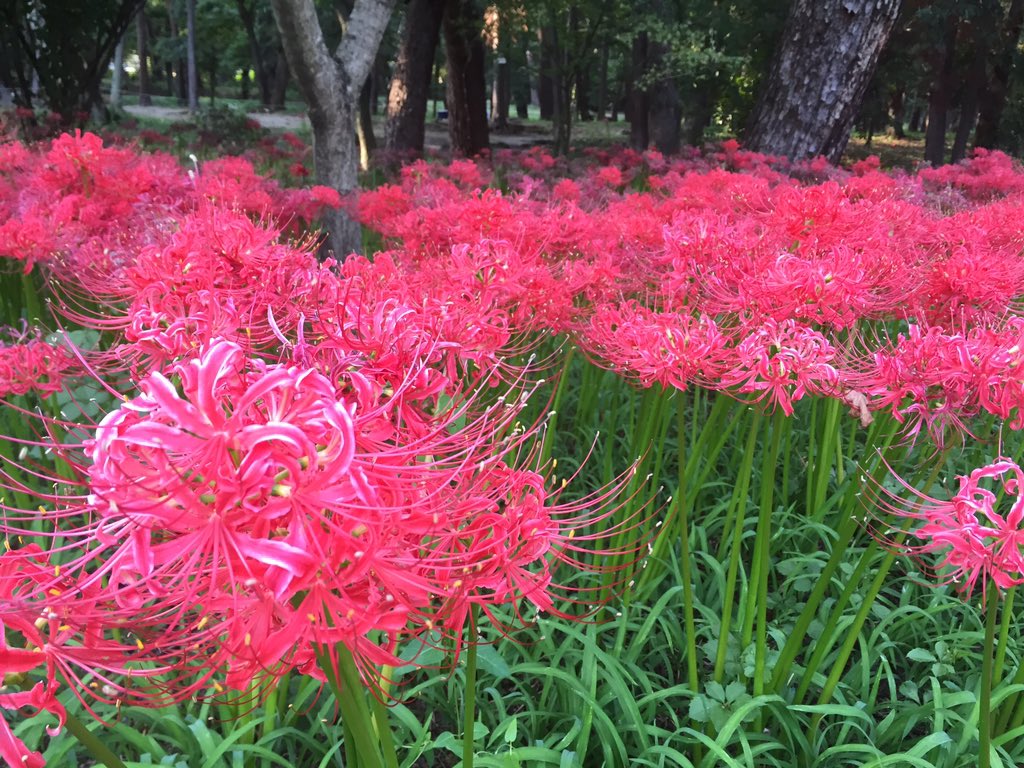 IntrovertNathan's tweet image. In Japan, higanbana flowers are believed to show departed souls the way to the afterlife.