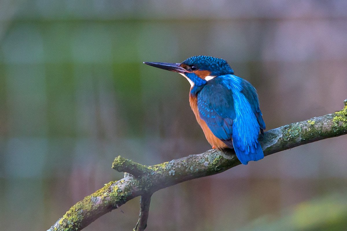 andysbutler's tweet photo. Kingfisher on the River Bradford at Youlgreave this morning @peakdistrict https://t.co/ffEhh4DeIa