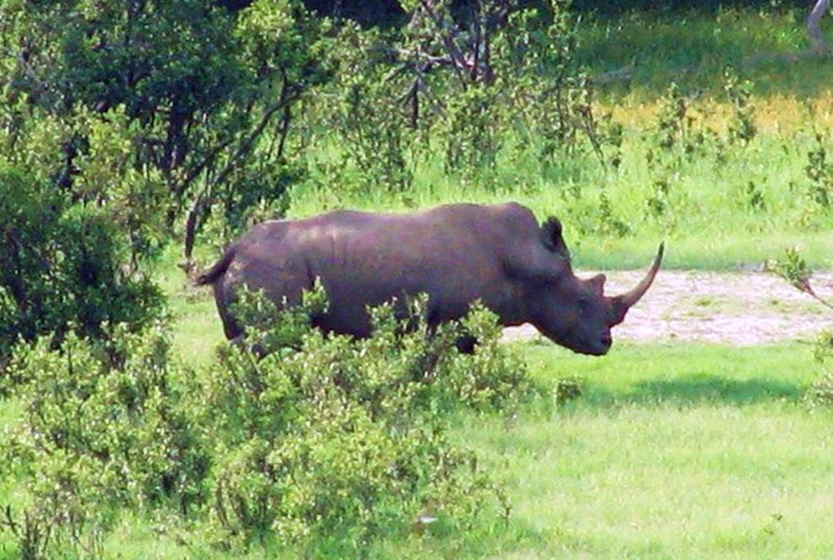 TNH_News's tweet photo. Can either those for or against rhino-trade save the species in Africa? https://t.co/AGPh42FdUr @zimkwacha https://t.co/XXn7Malbd9