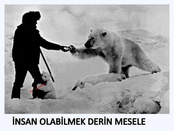 HergunYeniBilg's tweet image. Fotoğraf 1970 yılında Rusya'dan. ölmek üzere olan kutup ayılarına yemek götüren adam. İNSAN olabilmek derin mesele.