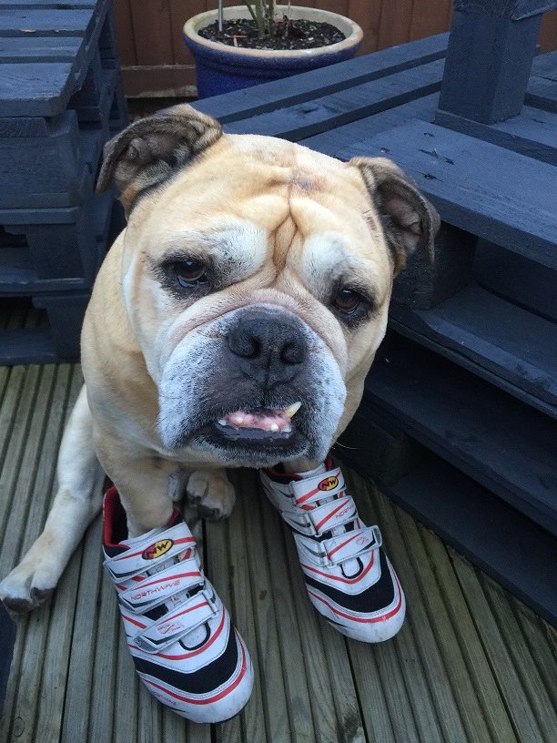 TweeksCycles's tweet photo. #MrJangles is back and this week he's modeling some @NWcycling shoes &amp; @AlturaCycling gloves! #TweeksCyclesMascot https://t.co/SXdjQQG1X7