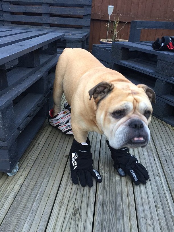 TweeksCycles's tweet photo. #MrJangles is back and this week he's modeling some @NWcycling shoes &amp; @AlturaCycling gloves! #TweeksCyclesMascot https://t.co/SXdjQQG1X7