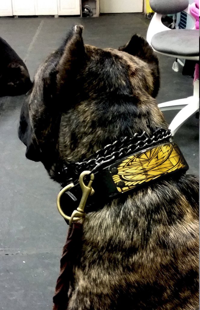 FxCollars's tweet photo. A stunning presa canario sporting his new FX Collars tribal design! A truly beautiful dog! https://t.co/cdUkowbcP1