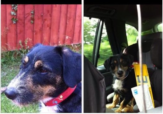 Missing Briton Ferry No collar 07532402347 <a href="/NPTCouncil/">Neath Port Talbot Council</a> <a href="/NPTCVS/">Neath Port Talbot CVS</a> @SWEveningPost <a href="/BritonFerryRFC/">Briton Ferry RFC</a> <a href="/BritonFerryWmc/">Briton Ferry Workies</a> RT