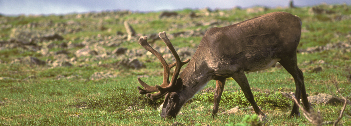 OntarioNature's tweet photo. Most caribou populations in Ontario have just a 50% chance of survival. #saveontarioscaribou https://t.co/QCMWX7t0Ty https://t.co/i9hlZTCszY