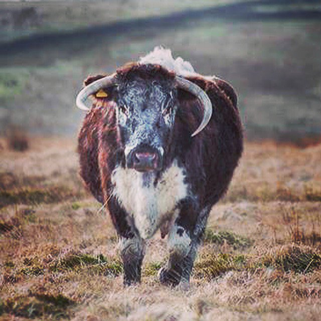 Celebrate local produce #longhorn #beef #Farmshop 
#tastenationalparks <a href="/DalesFoodNet/">Yorkshire Dales Food</a>
