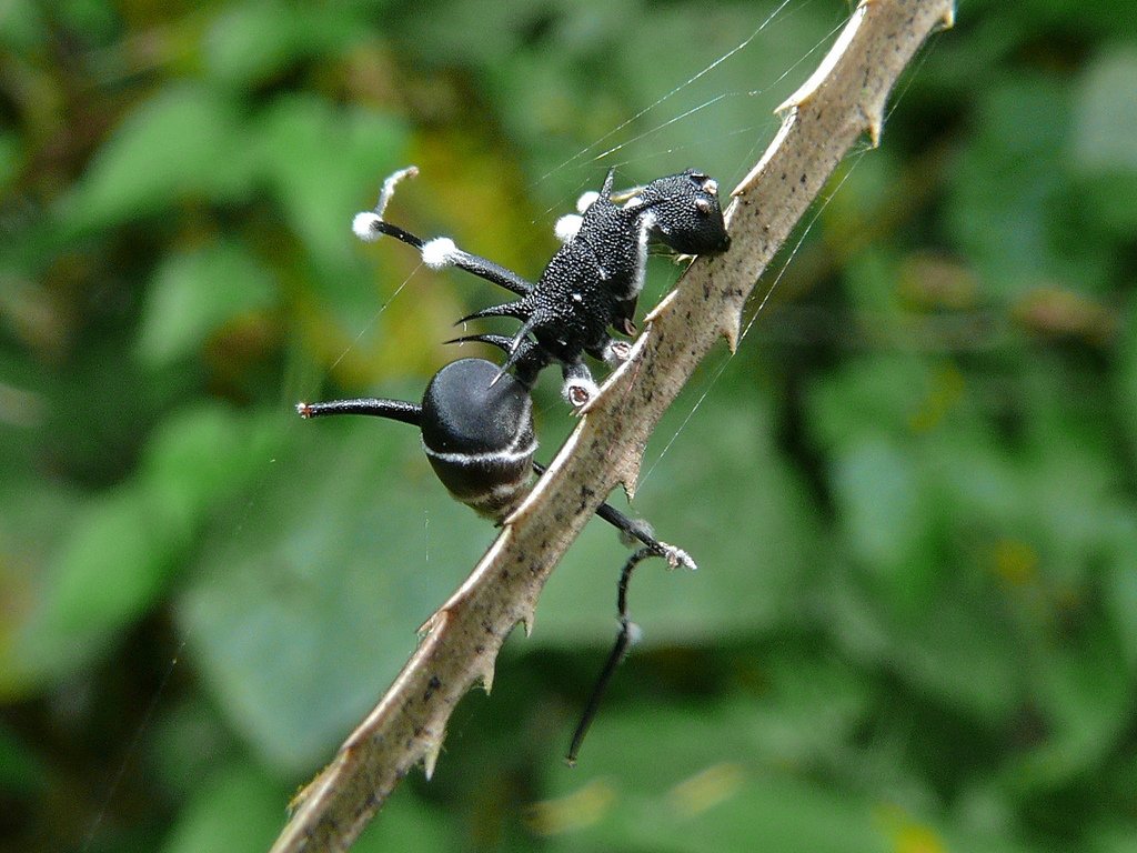 DarkCreatures__'s tweet photo. I am a parasitic fungus latching onto ants, infecting them and taking control of their brains #cordyceps https://t.co/ghu5LctS6J