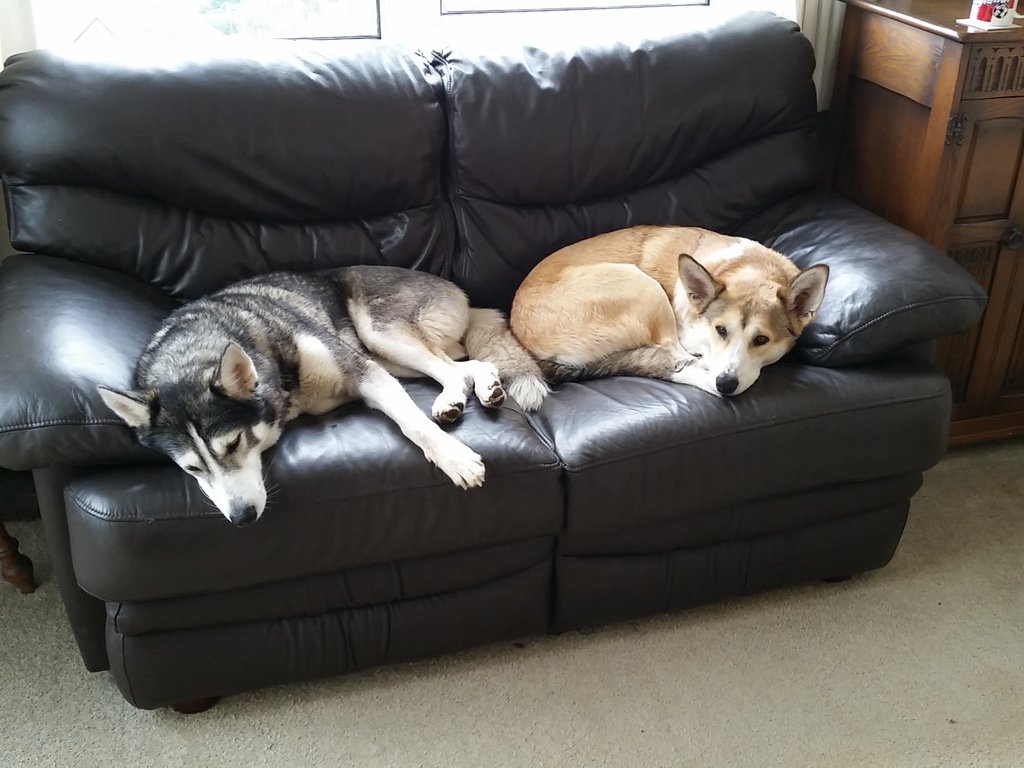 HuskyMSH's tweet photo. The calm before the storm. #walkies https://t.co/ueULZxJNvi