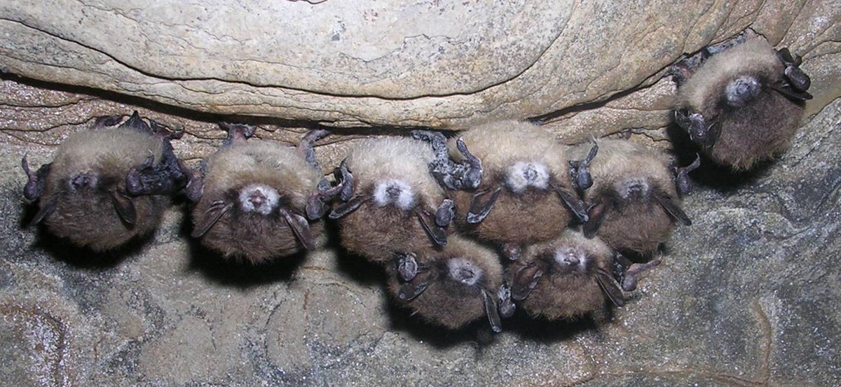 BigSouthForkNPS's tweet photo. Bat Week Save the Bats...fb page... https://t.co/Zvab44NNNW
#SavetheBats #BatWeek #NPSbats #findyourpark https://t.co/OMEOcT15Et
