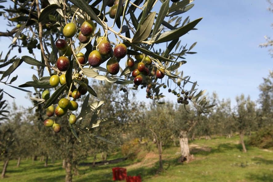 umbriajournal_'s tweet photo. Mosca olearia; da regione umbria un sistema di difesa 2.0 https://t.co/rTFpslYihi #MoscaOlearia Notizie ... https://t.co/mRRUQg2KxC