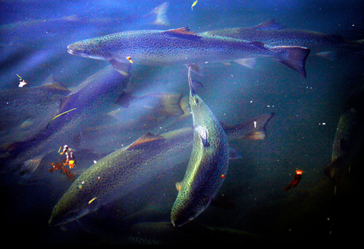GROW2FEED's tweet photo. #Aquaculture as The Next Food Revolution: https://t.co/VTWLwmSLKe #FoodSecurity #FishFarming #Boston https://t.co/ixlQMEeEYK