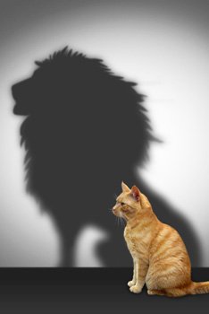 InnovationPet's tweet photo. "The best way to predict the future is to create it" -PeterDrucker #MondayMotivation #InnovationPet #KittyConnection https://t.co/jQcmfSRcOA