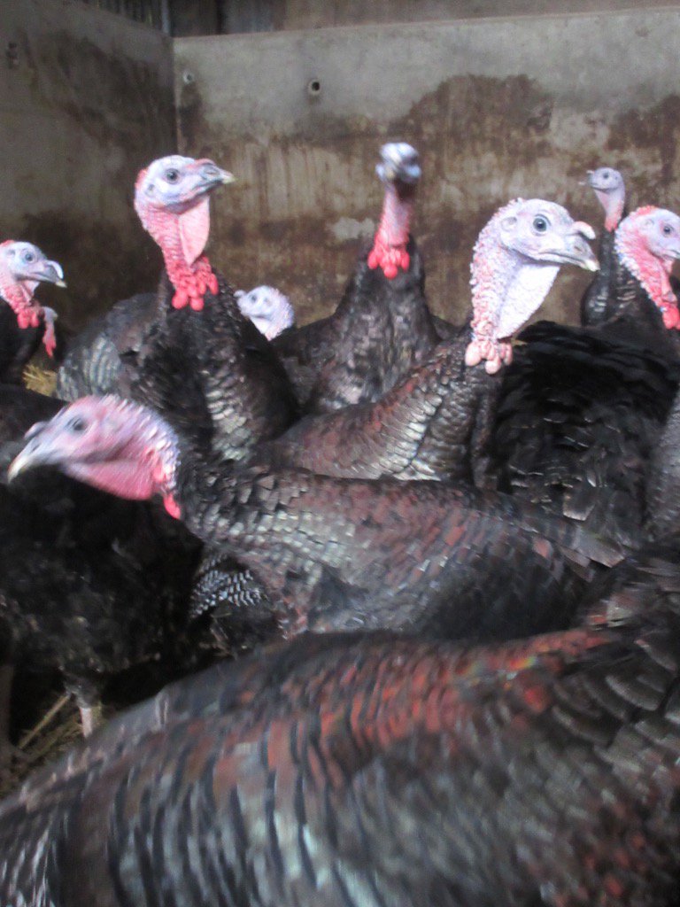 newlandfarm's tweet image. 🎄 is coming 🦃 getting fat #59daystogo