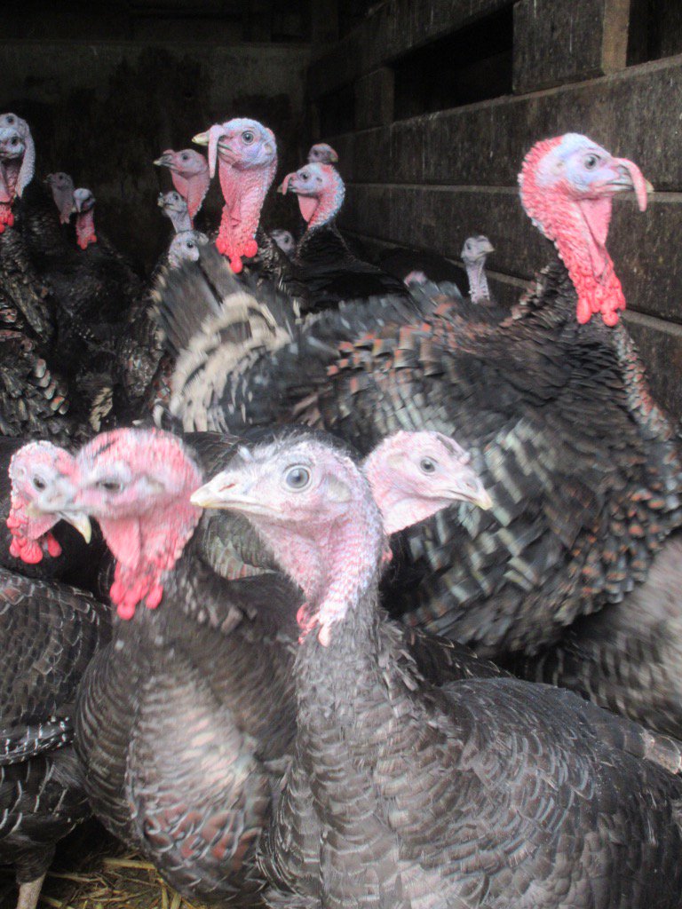 newlandfarm's tweet image. 🎄 is coming 🦃 getting fat #59daystogo