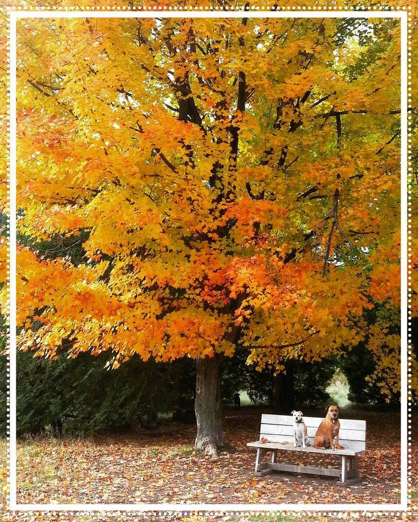 The pups are posing for some nice autumn memories! Don't you just love the colours?

#Cani… ift.tt/1WdCWIp