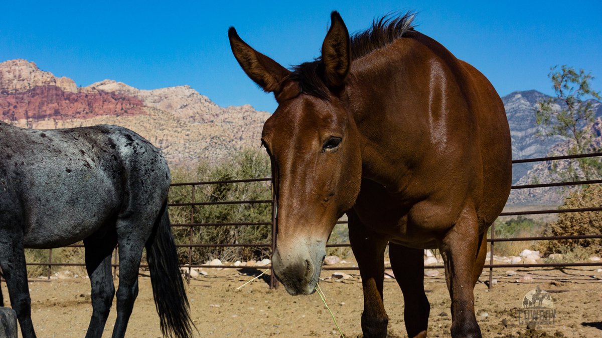 Cowboy Trail Rides tweet media