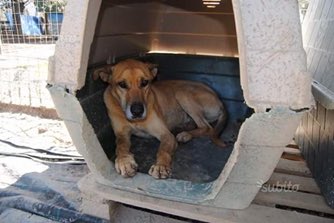 Simba cerca ancora casa, e si sta lasciando morire in canile. Gli diamo una mano? Grazie. 😊