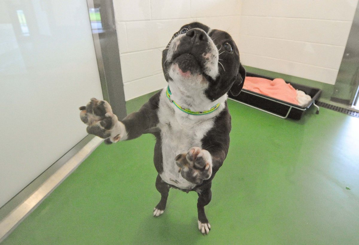 Rudy & Angel Buster tweet media