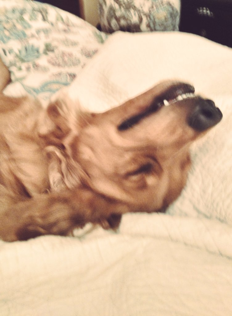 humanofzeus's tweet photo. Face my dog makes after getting to sleep in the bed. @GoldenRetriever  obviously missing @hardlessons https://t.co/Ok7G8cEvjf