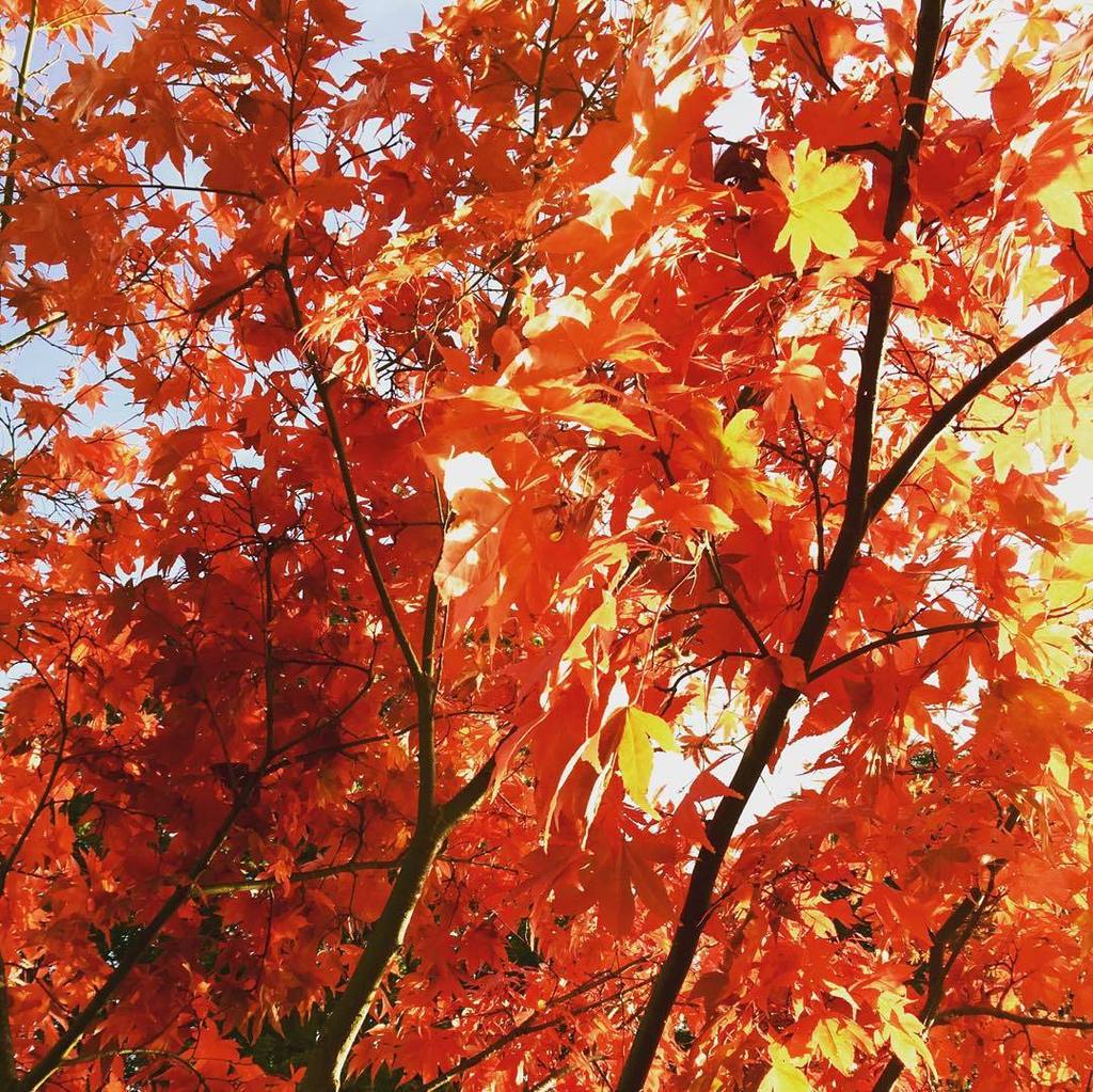 HowardLask's tweet image. Acer on Fire #fall #fallleaves #autumn #treeporn