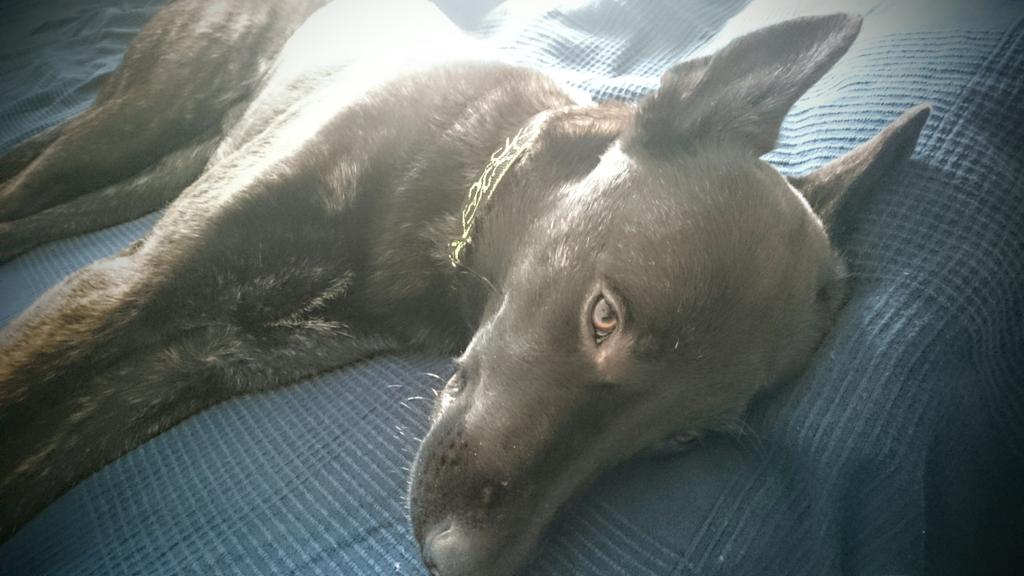 tonikindle's tweet photo. Ich habe die #Zeitumstellung immer noch nicht ganz verkraftet. ⌚#mydog #dutchsheperd #animals #Hund #sleep https://t.co/qBsNliVDEE