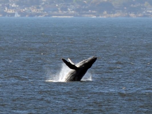 Crab fishermen volunteer to protect tangled whales: mbayaq.co/1MmYTFw via <a href="/salnews/">Salinas Californian</a>