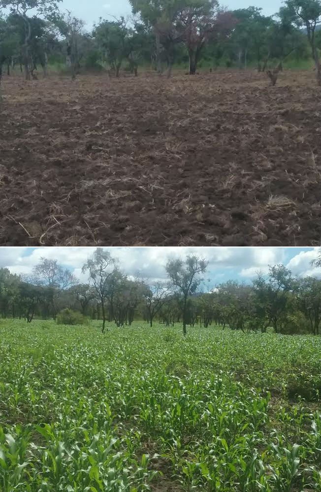 LSafricaworks's tweet photo. Progress. New field of sorghum @ pilot farm of Africa Works partner co-op River Nile Int'l in Kajo Keji #SouthSudan. https://t.co/omY246pgWG