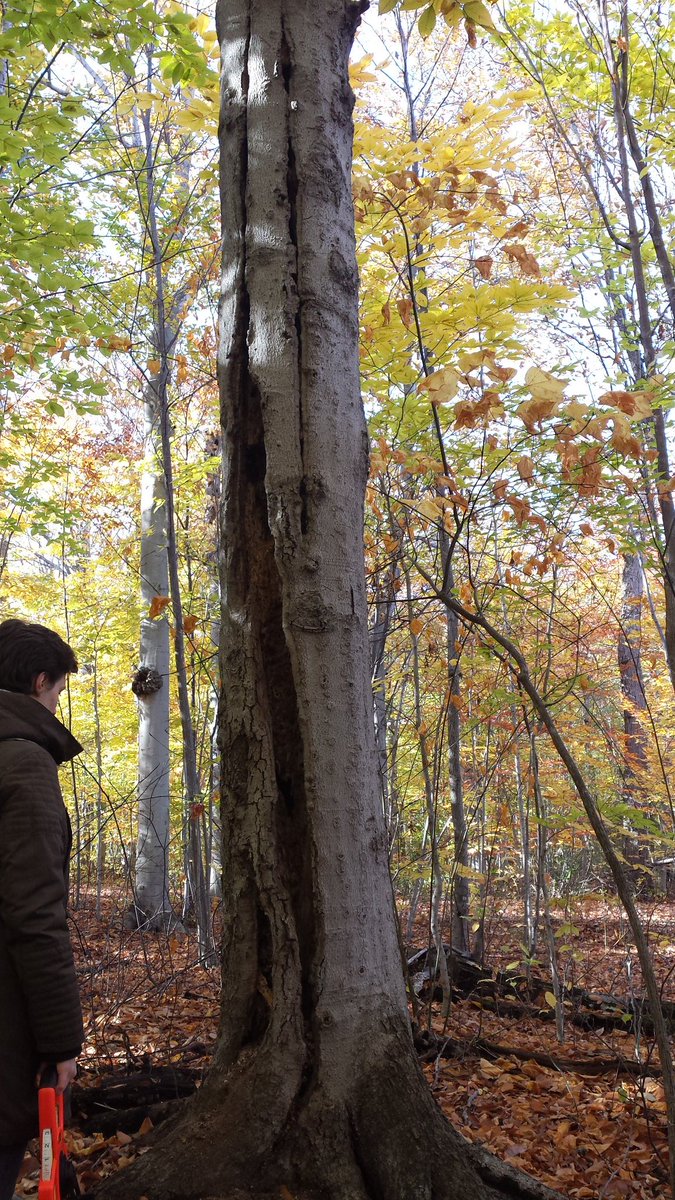 Beechdroplettes's tweet photo. Does any expert know what happened to this poor beech tree? @CMBuddle #ENVB222 #beech #treedisease https://t.co/RaDnYUOLK4