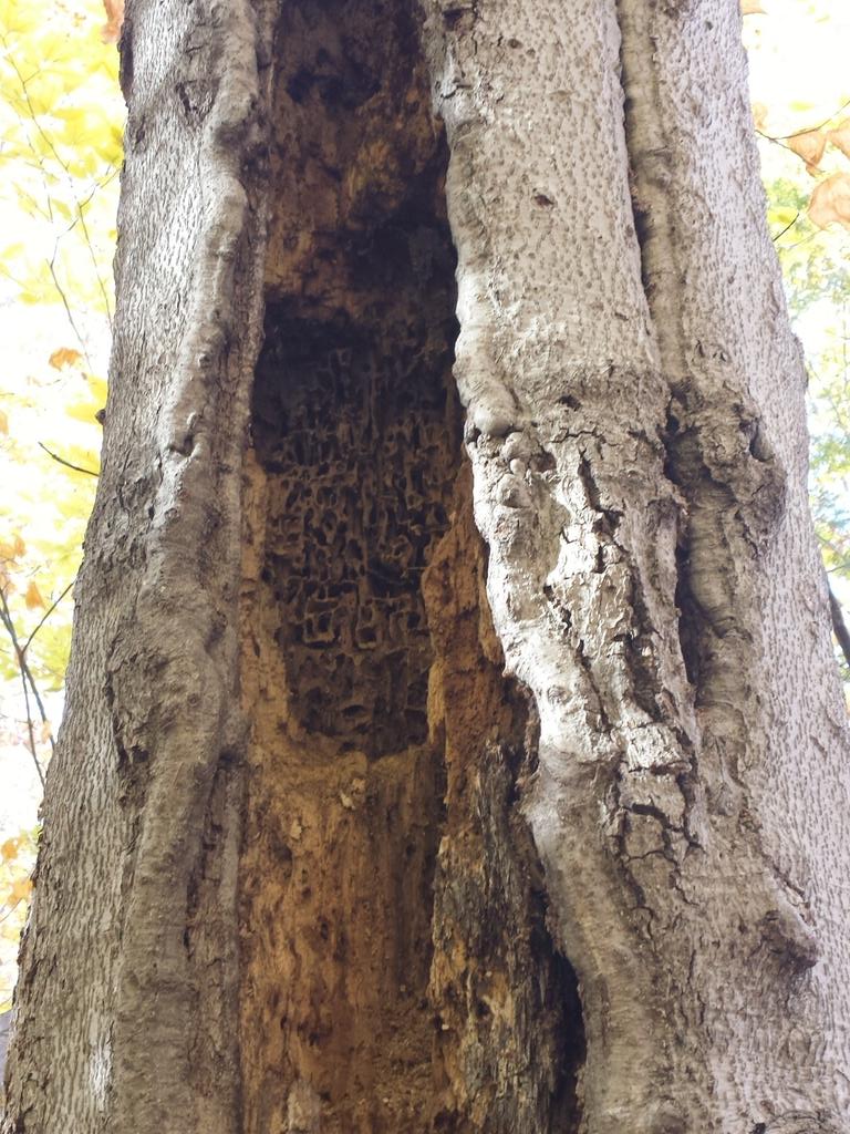 Beechdroplettes's tweet photo. Does any expert know what happened to this poor beech tree? @CMBuddle #ENVB222 #beech #treedisease https://t.co/RaDnYUOLK4